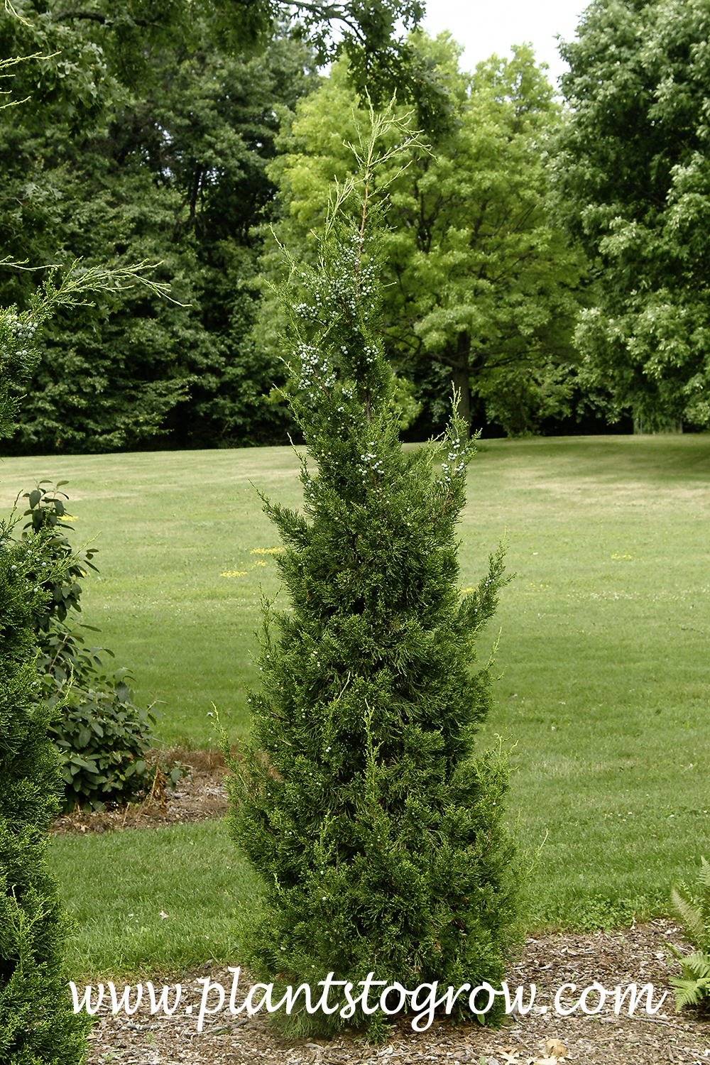Hetzi Columnaris Juniper (Juniperus chinensis)